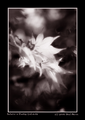 Autumn in Infrared